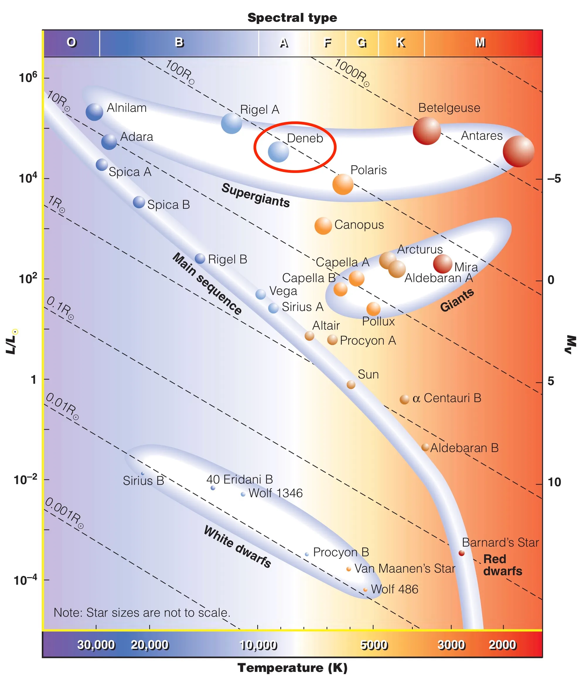 Nel diagramma di Hertzsprung-Russell Deneb occupa una posizione centrale nel ramo orizzontale delle supergiganti.