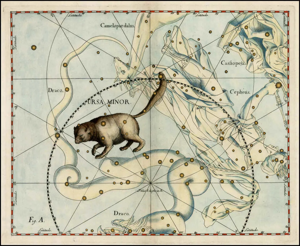 La costellazione dell’Orsa Minore nell’atlante celeste di Hevelius.