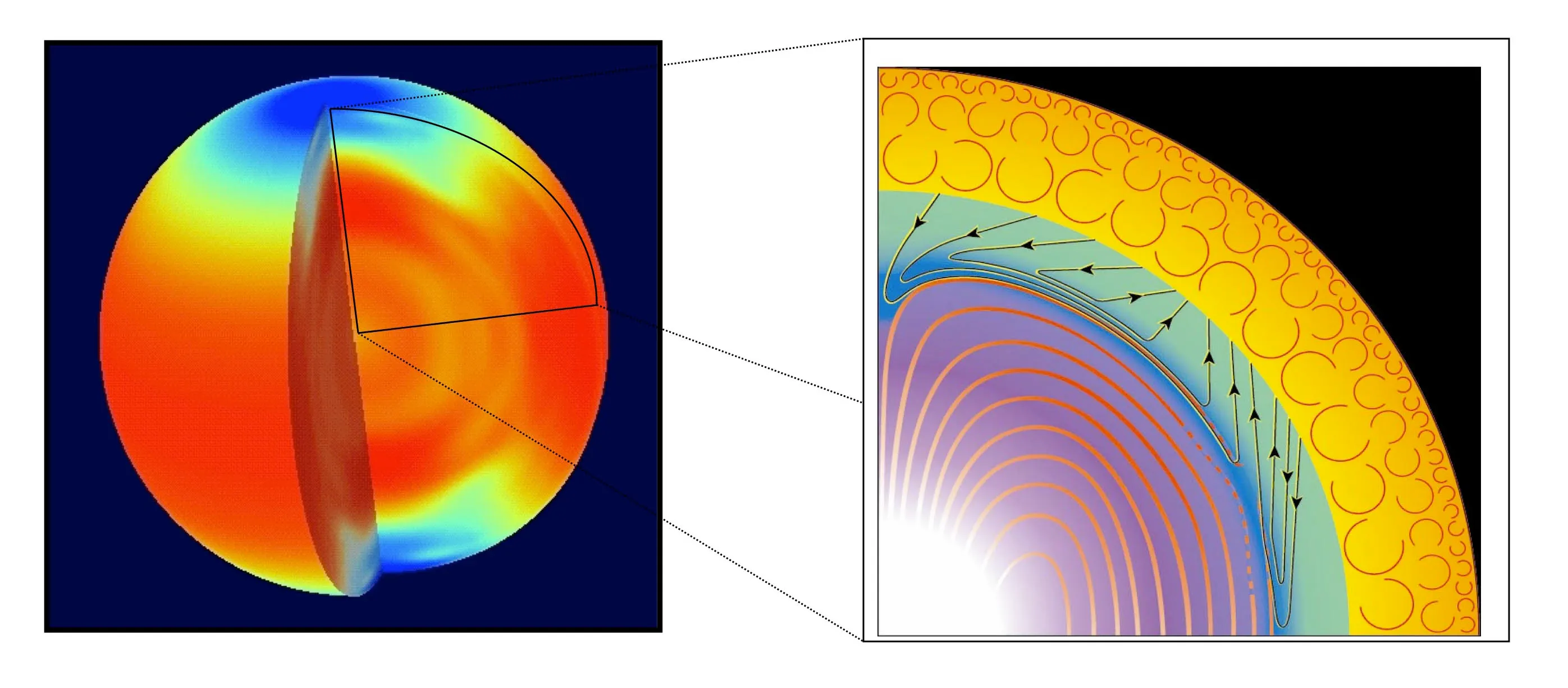 Rotazione differenziale del Sole e sezione con la tachocline